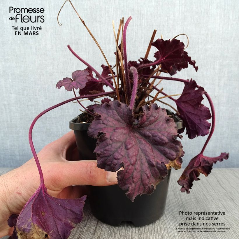 Spécimen de Heuchere - Heuchera Forever Purple Pot de 1,5L/2L tel que livré en hiver