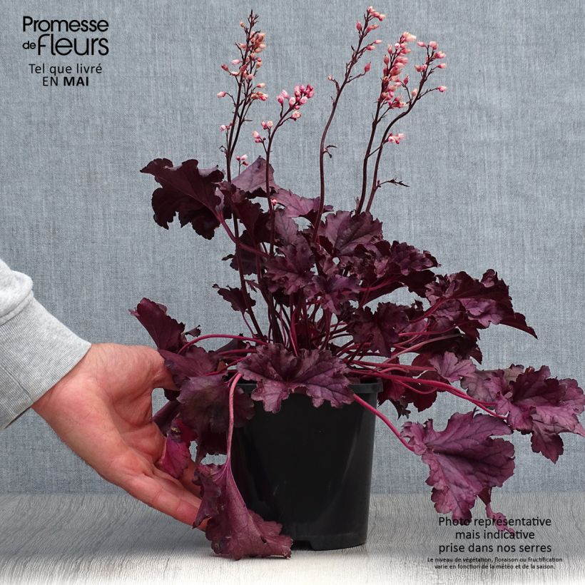 Spécimen de Heuchere - Heuchera Forever Purple Pot de 1,5L/2L tel que livré au printemps