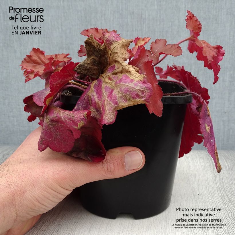 Spécimen de Heuchere - Heuchera Forever Red Pot de 1,5L/2L tel que livré en hiver