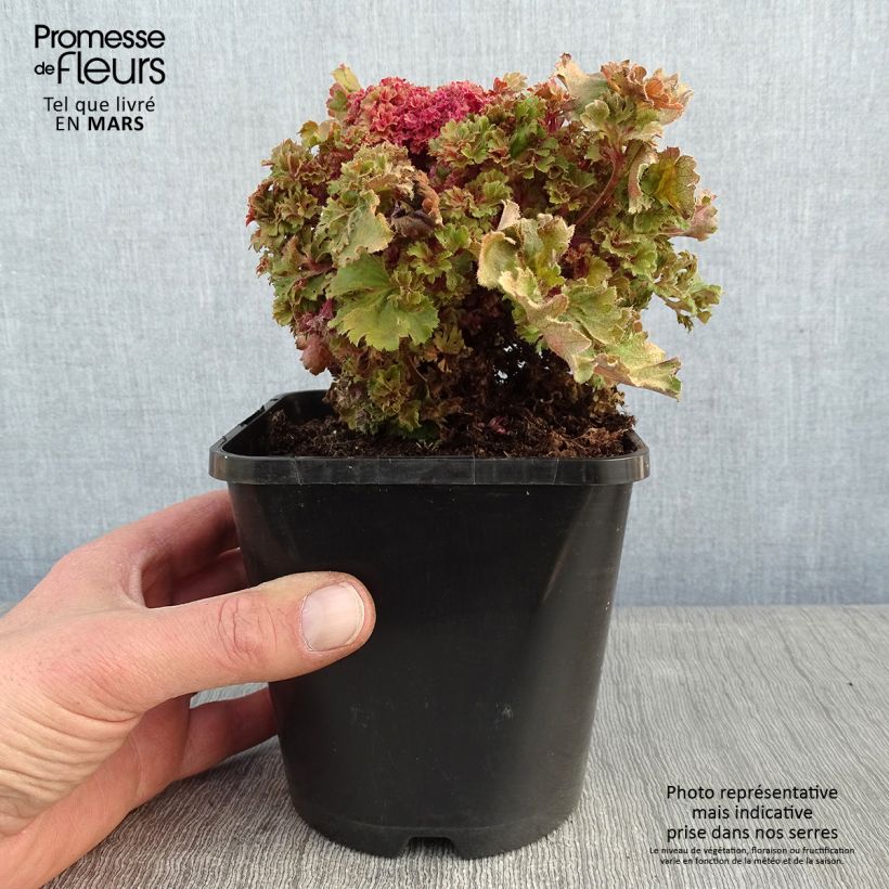 Spécimen de Heuchère - Heuchera Frilly Pot de 1,5L/2L tel que livré en hiver