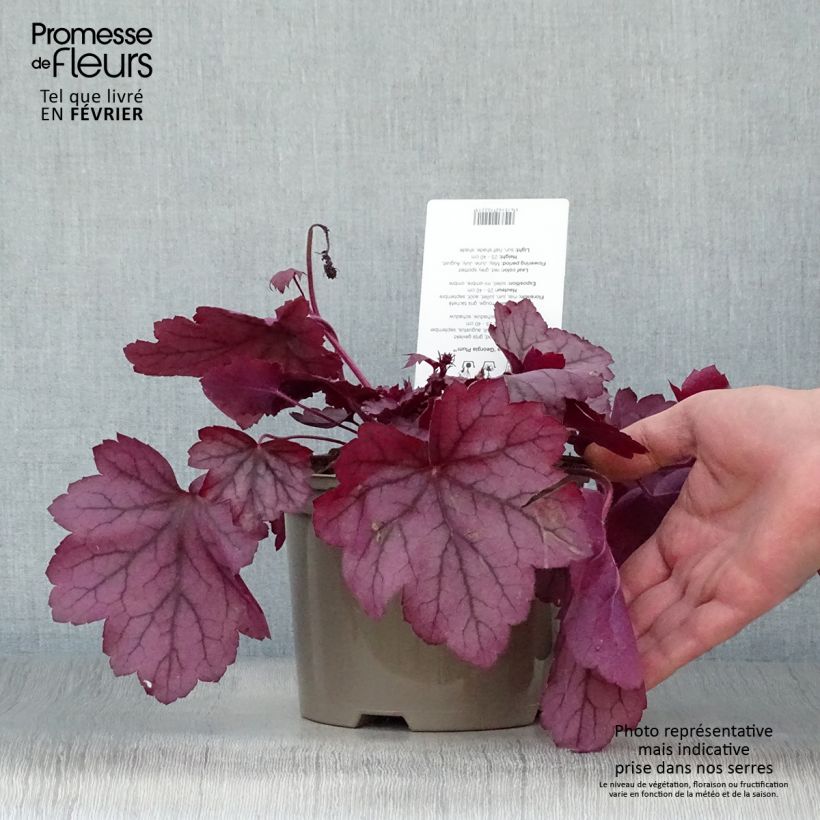 Spécimen de Heuchère - Heuchera Georgia Plum Pot de 2L/3L tel que livré en hiver