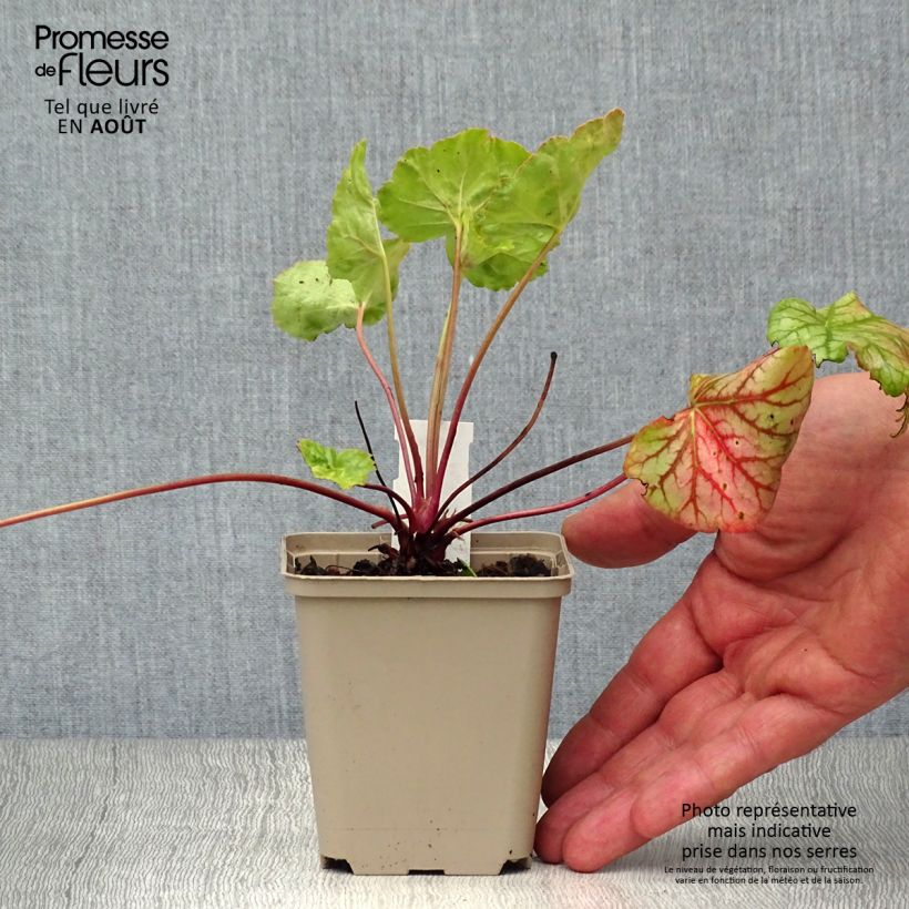 Spécimen de Heuchère - Heuchera Green Spice Godet de 8/9 cm tel que livré en été