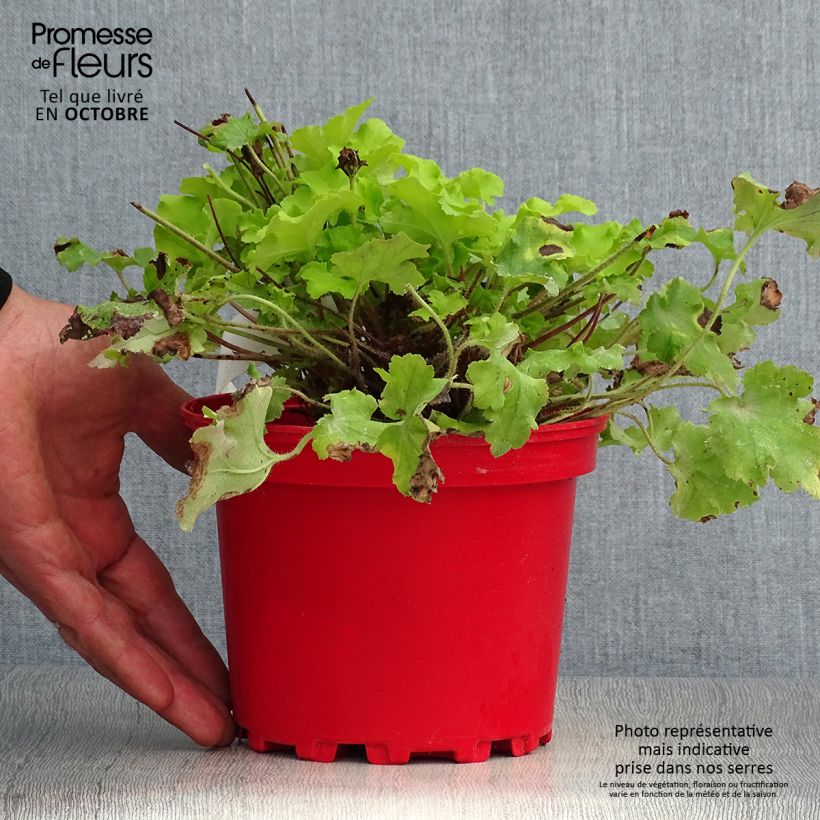 Spécimen de Heuchère - Heuchera Lime Marmalade Pot de 2L/3L tel que livré en automne