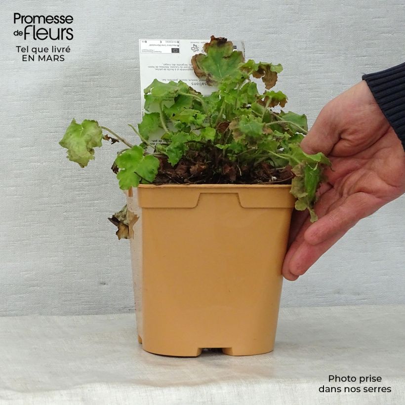 Spécimen de Heuchère - Heuchera Lime Marmalade Pot de 2L/3L tel que livré au printemps