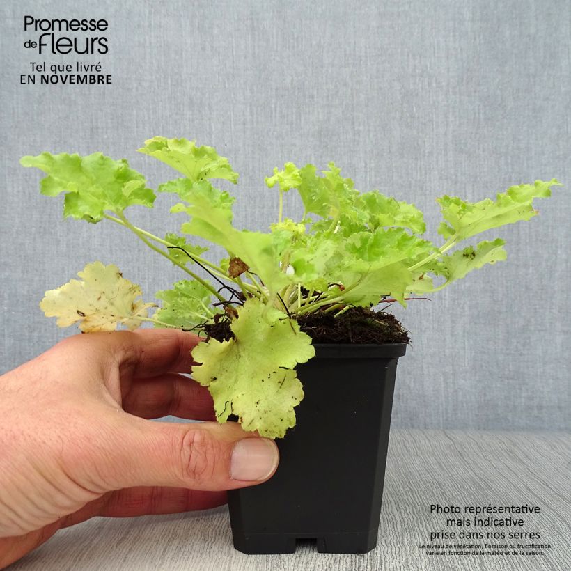 Spécimen de Heuchère - Heuchera Lime Rickey Godet de 8/9 cm tel que livré en automne