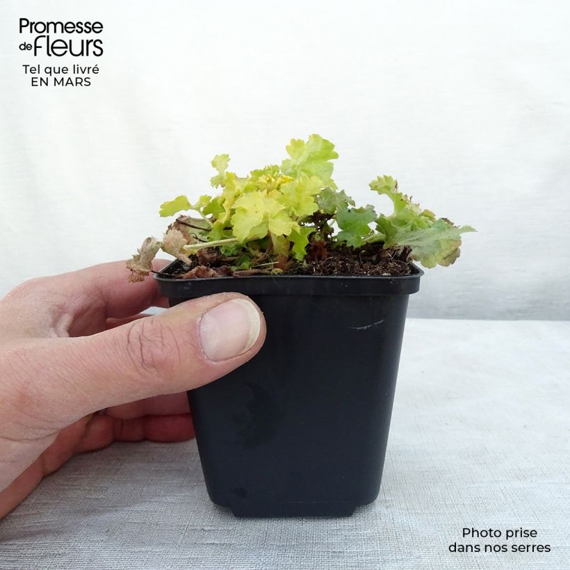 Spécimen de Heuchère - Heuchera Lime Rickey Godet de 8/9 cm tel que livré en hiver