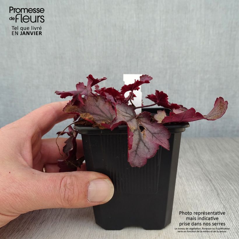 Spécimen de Heuchère - Heuchera Little Cuties Sugar Berry Godet de 8/9 cm tel que livré en hiver