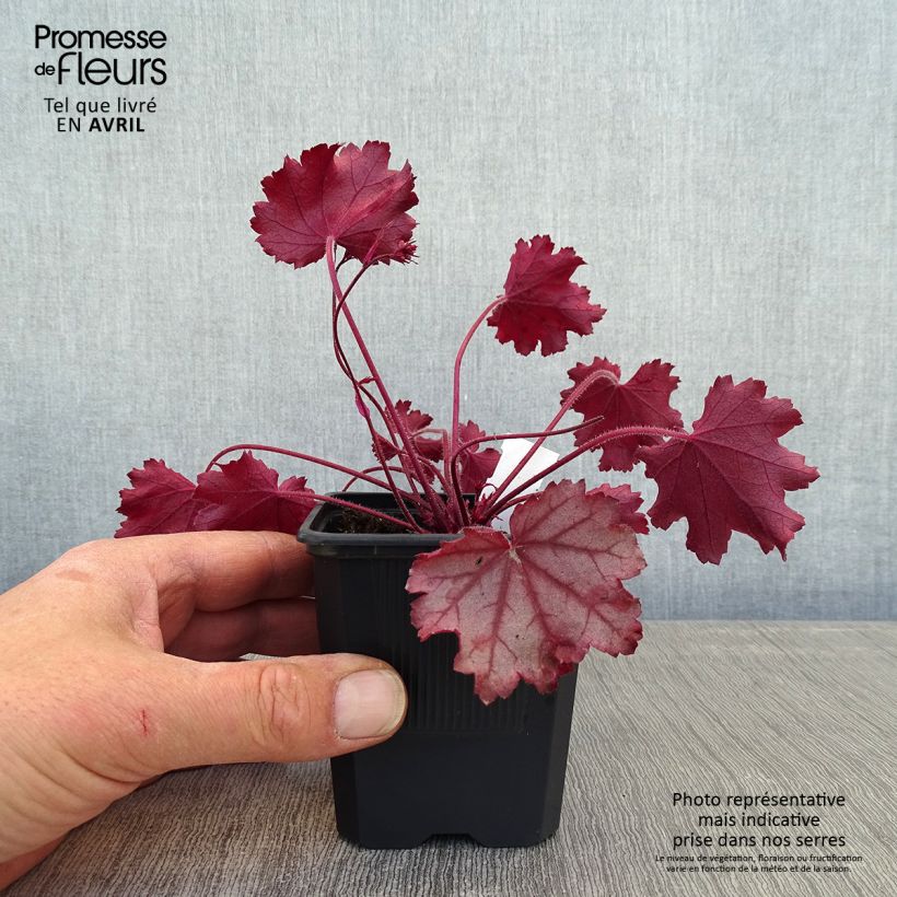 Spécimen de Heuchère - Heuchera Little Cuties Sugar Berry Godet de 8/9 cm tel que livré au printemps