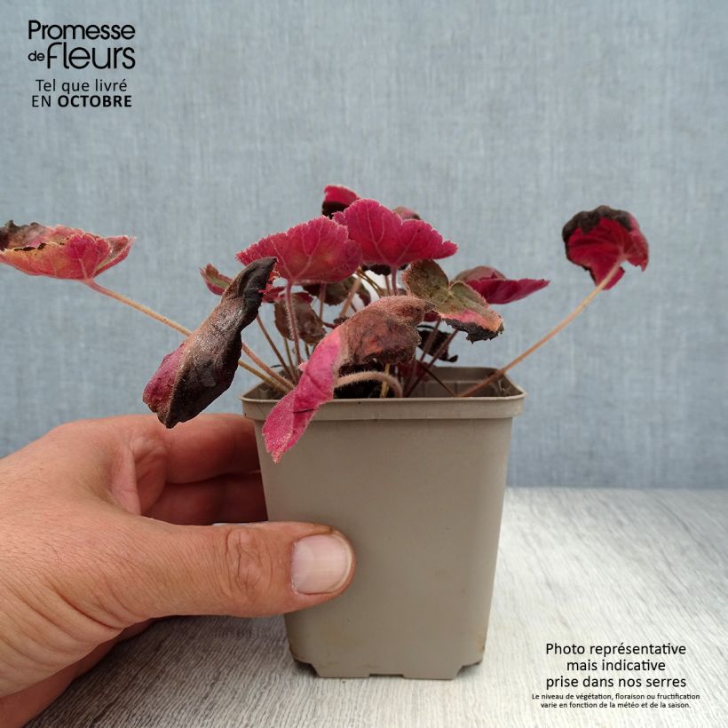 Spécimen de Heuchère - Heuchera Magnum Godet de 8/9 cm tel que livré en automne