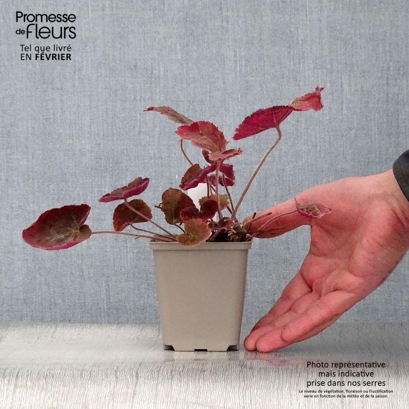 Spécimen de Heuchère - Heuchera Magnum Godet de 8/9 cm tel que livré en hiver