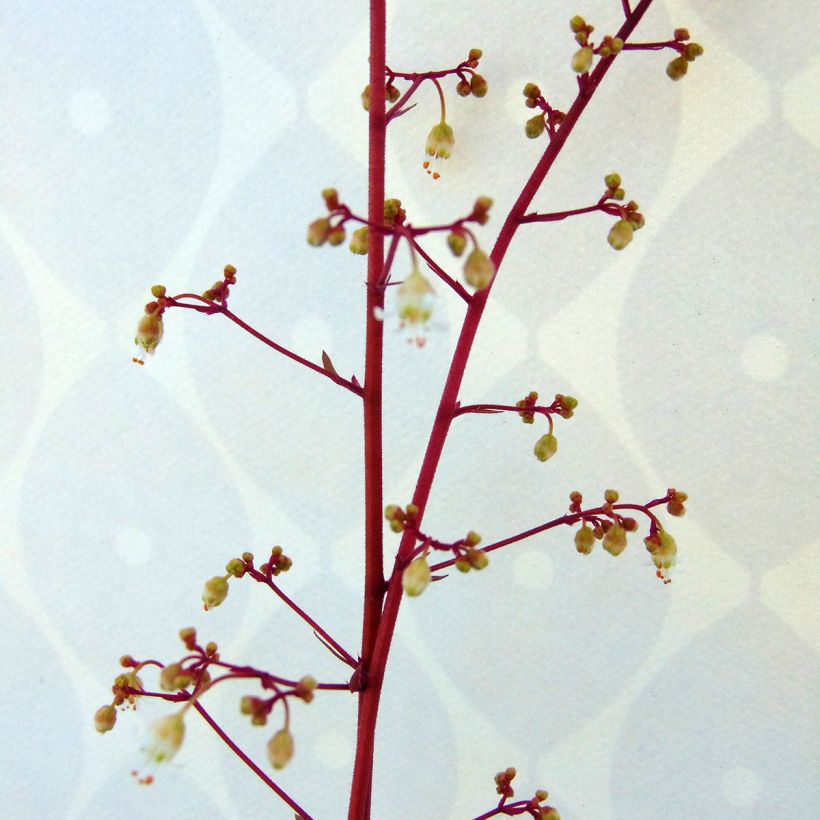 Heuchera Marmelade (Floração)