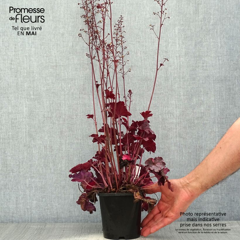 Spécimen de Heuchère - Heuchera Midnight Rose Pot de 1,5L/2L tel que livré au printemps