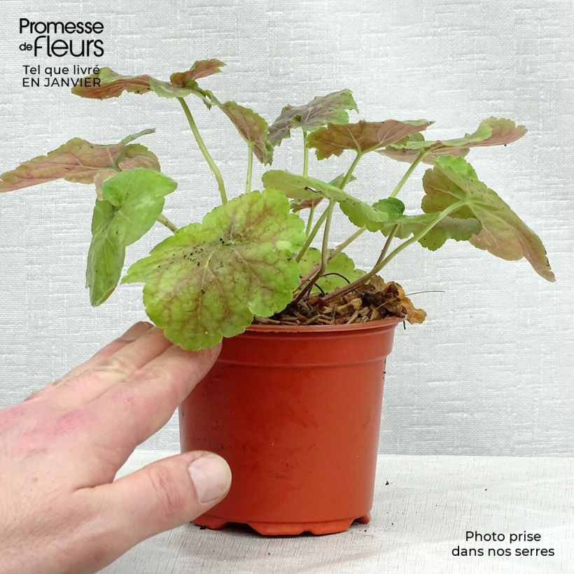 Spécimen de Heuchère -  Heuchera Miracle Godet de 8/9 cm tel que livré en hiver
