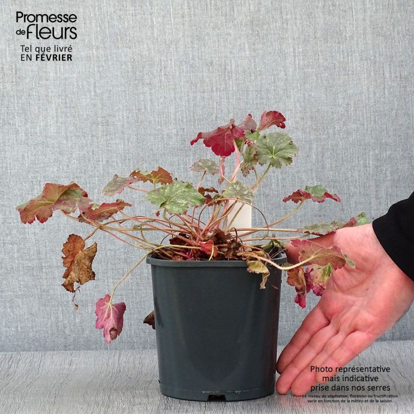 Spécimen de Heuchère -  Heuchera Miracle Pot de 2L/3L tel que livré en hiver