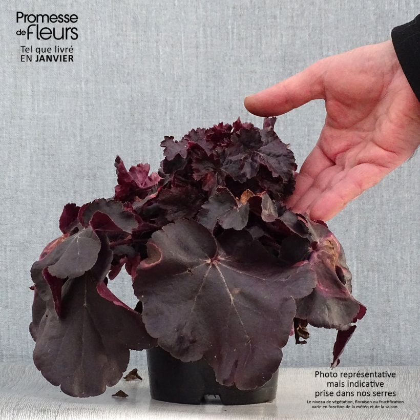 Spécimen de Heuchère, Heuchera Obsidian Pot de 1,5L/2L tel que livré en hiver