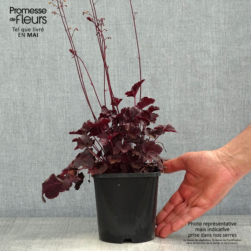 Spécimen de Heuchère, Heuchera Obsidian Pot de 1,5L/2L tel que livré au printemps
