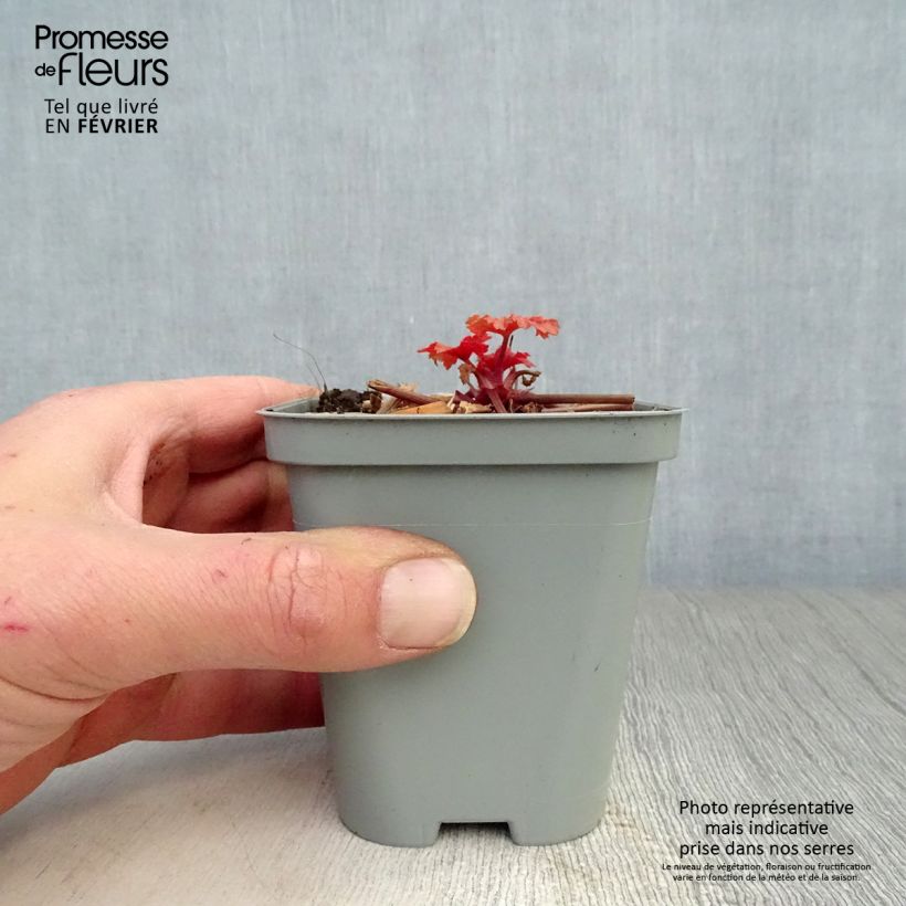 Spécimen de Heuchère - Heuchera Paprika Godet de 8/9 cm tel que livré en hiver