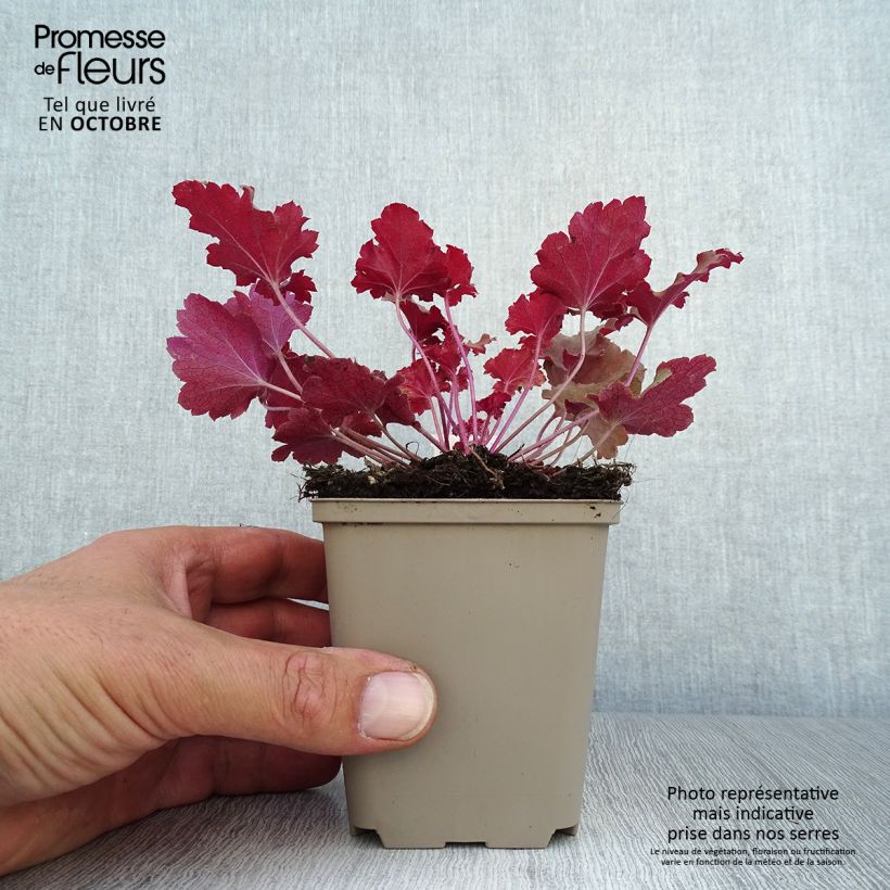 Spécimen de Heuchère - Heuchera Peach Crisp Godet de 8/9 cm tel que livré en automne