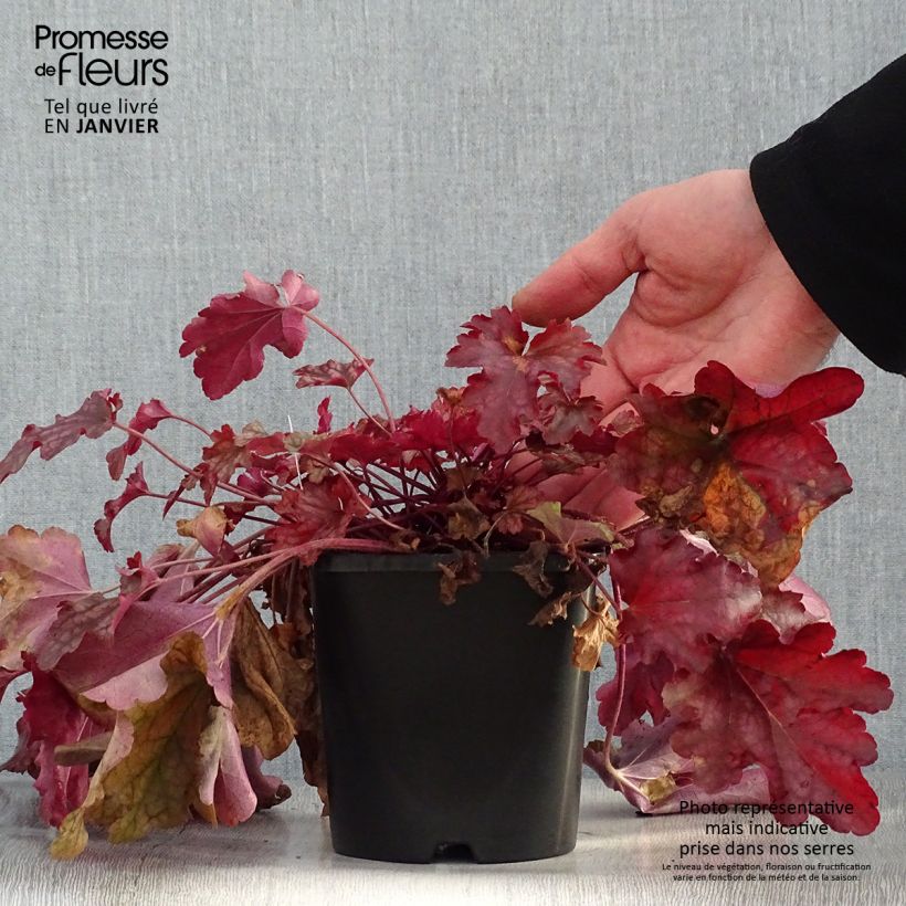 Spécimen de Heuchère - Heuchera Peach flambé Pot de 1,5L/2L tel que livré en hiver