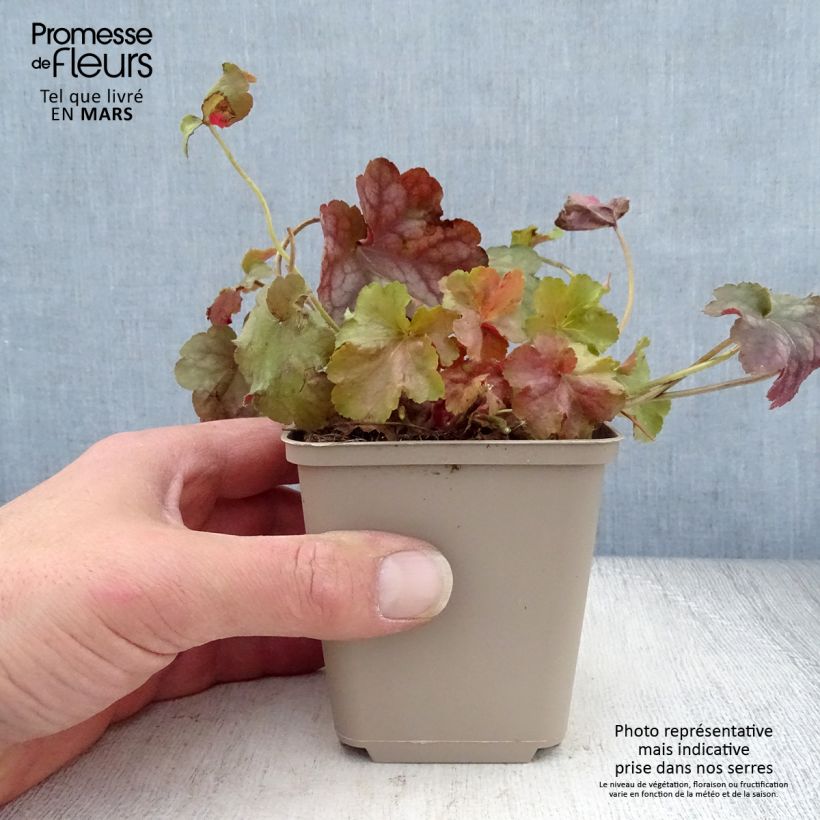 Spécimen de Heuchère - Heuchera Pinot Gris Godet de 8/9 cm tel que livré au printemps