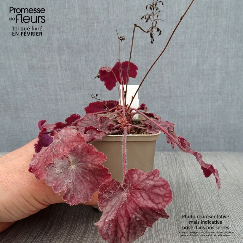 Spécimen de Heuchère - Heuchera Pinot Noir Godet de 8/9 cm tel que livré en hiver