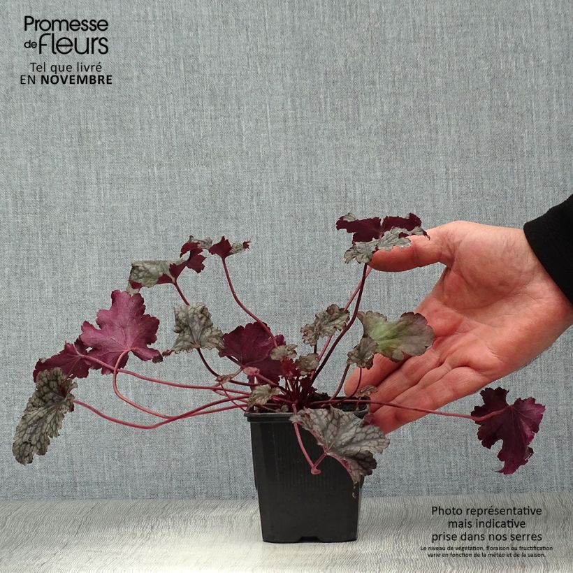 Spécimen de Heuchère, Heuchera Plum Pudding Godet de 8/9 cm tel que livré en automne