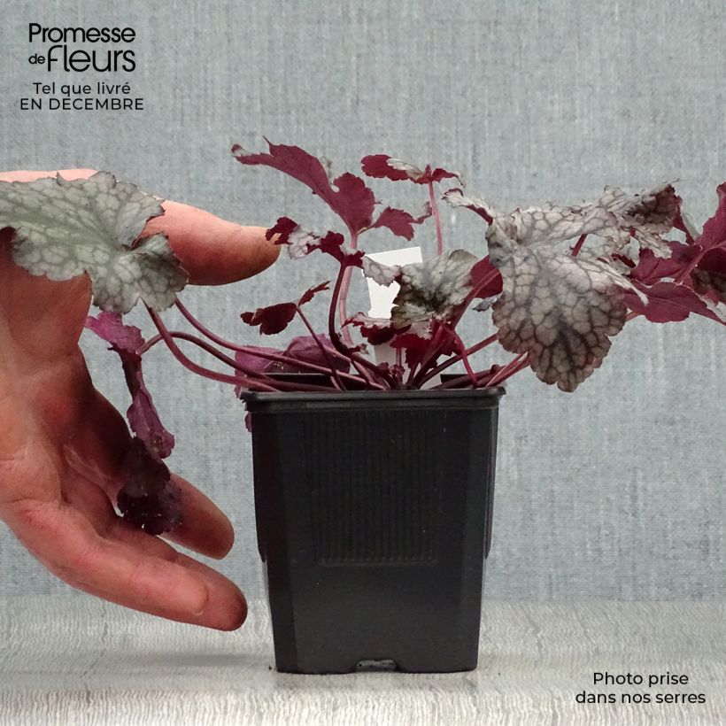 Spécimen de Heuchère, Heuchera Plum Pudding Godet de 8/9 cm tel que livré en hiver