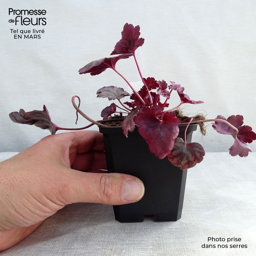 Spécimen de Heuchère - Heuchera Plum Royale Godet de 8/9 cm tel que livré en hiver