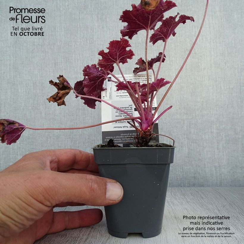Spécimen de Heuchère - Heuchera Purple Petticoats Godet de 8/9 cm tel que livré en automne