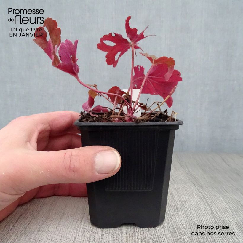 Spécimen de Heuchère - Heuchera Rio® Godet de 7/8 cm tel que livré en hiver