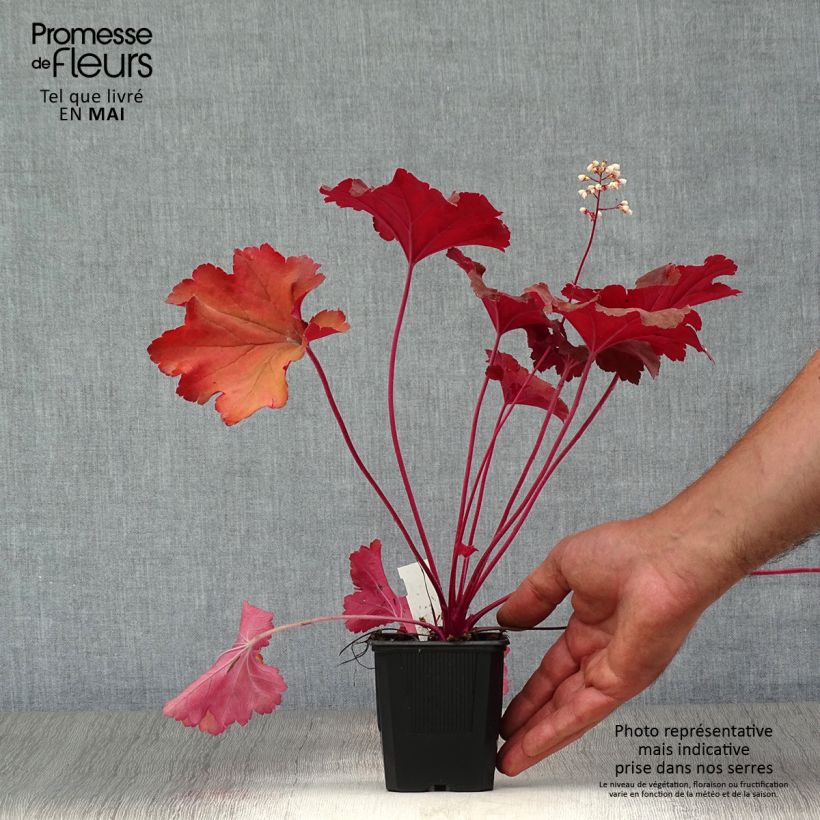 Spécimen de Heuchère - Heuchera Rio® Godet de 7/8 cm tel que livré au printemps