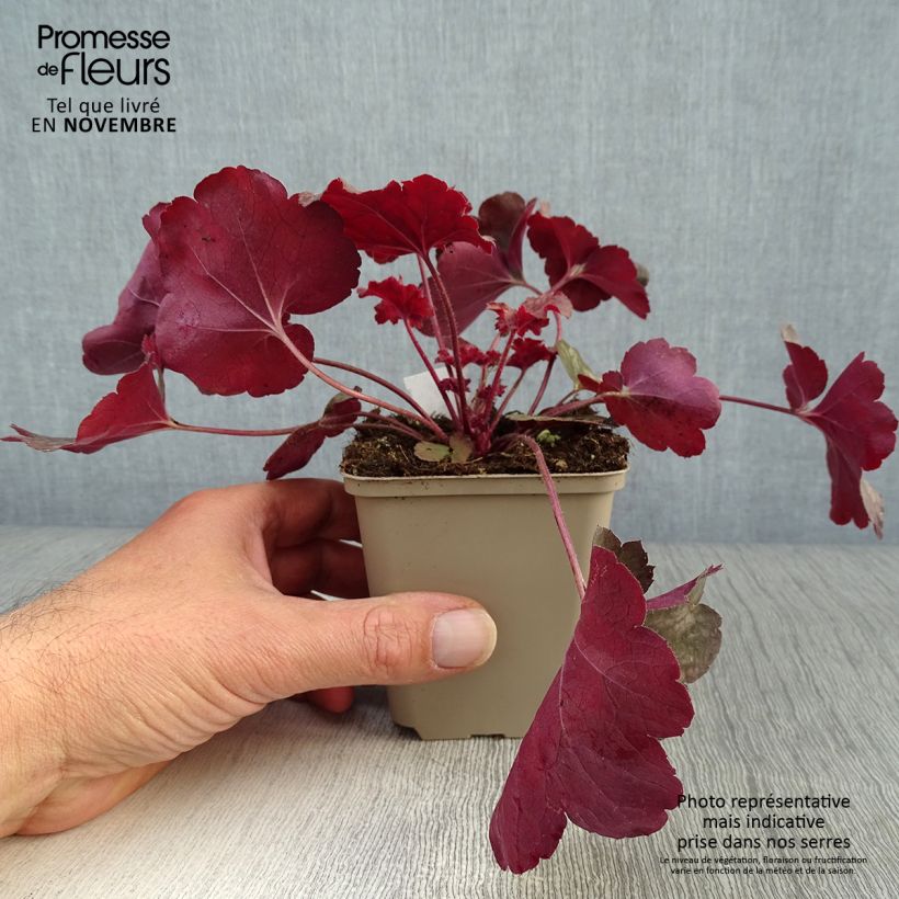 Spécimen de Heuchère - Heuchera Root Beer Godet de 8/9 cm tel que livré en automne