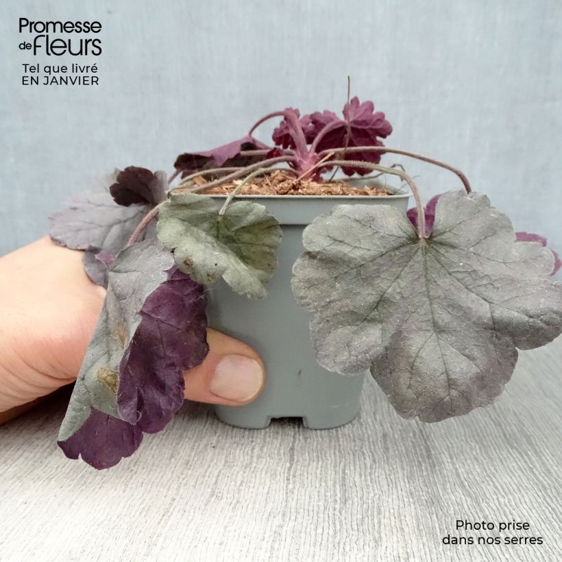 Spécimen de Heuchère - Heuchera Silver Gumdrop Godet de 8/9 cm tel que livré en hiver