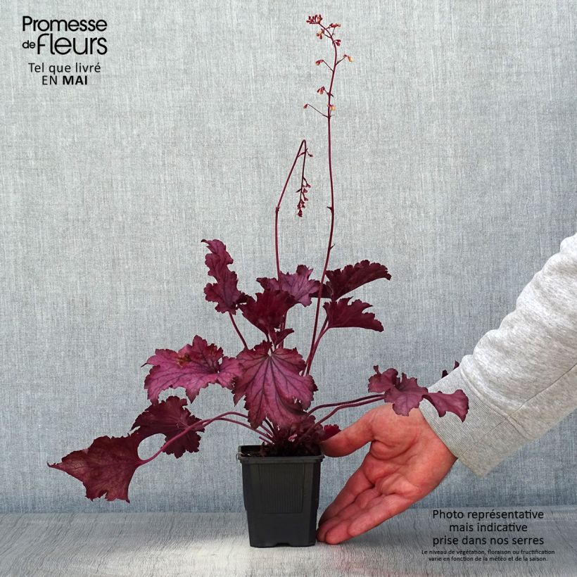 Spécimen de Heuchère - Heuchera Spellbound Godet de 8/9 cm tel que livré au printemps