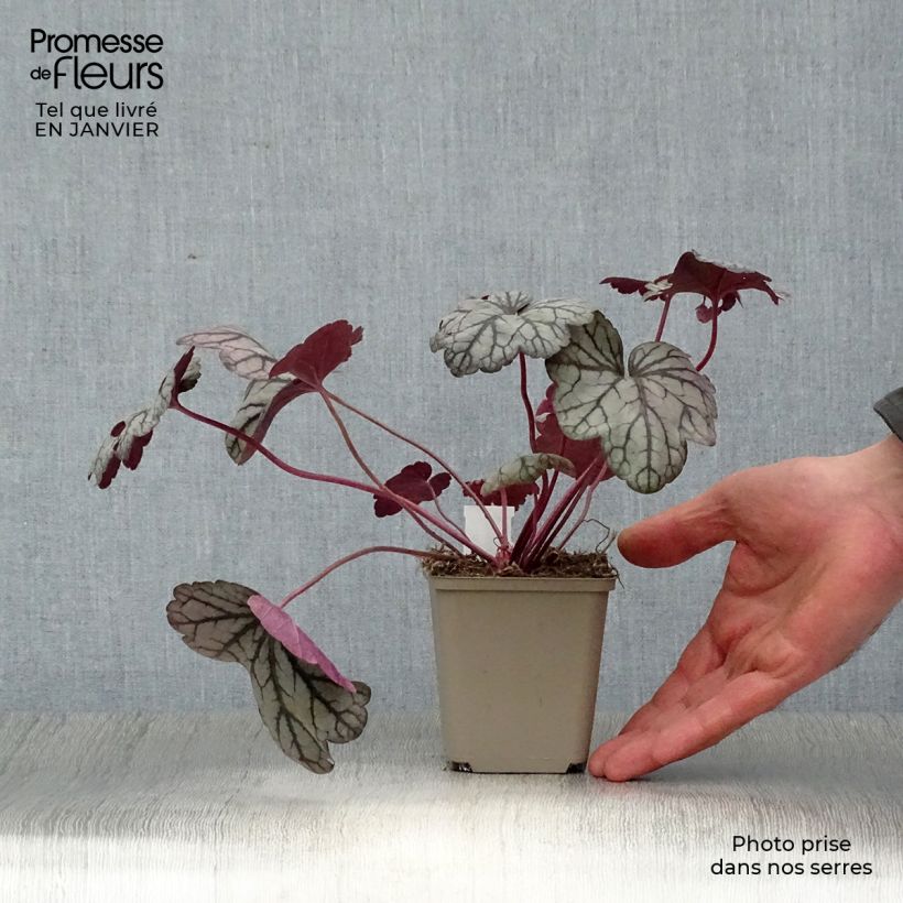 Spécimen de Heuchère - Heuchera Sugar Plum Godet de 8/9 cm tel que livré en hiver