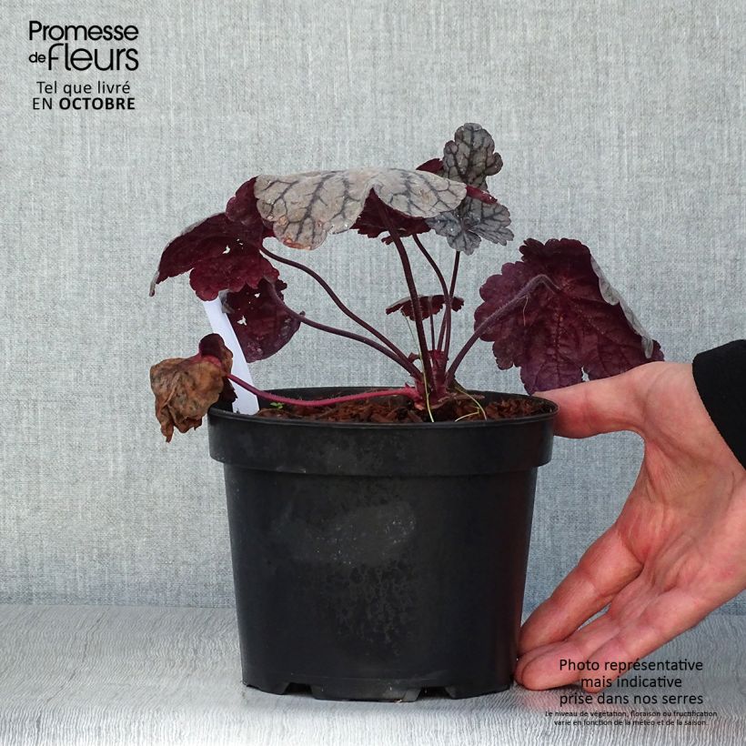 Spécimen de Heuchère - Heuchera Sugar Plum Pot de 2L/3L tel que livré en automne
