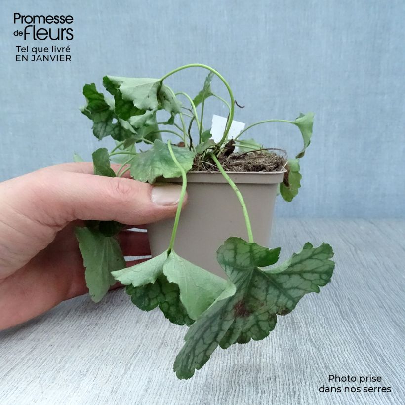 Spécimen de Heuchère - Heuchera americana Birkin Godet de 8/9 cm tel que livré en hiver