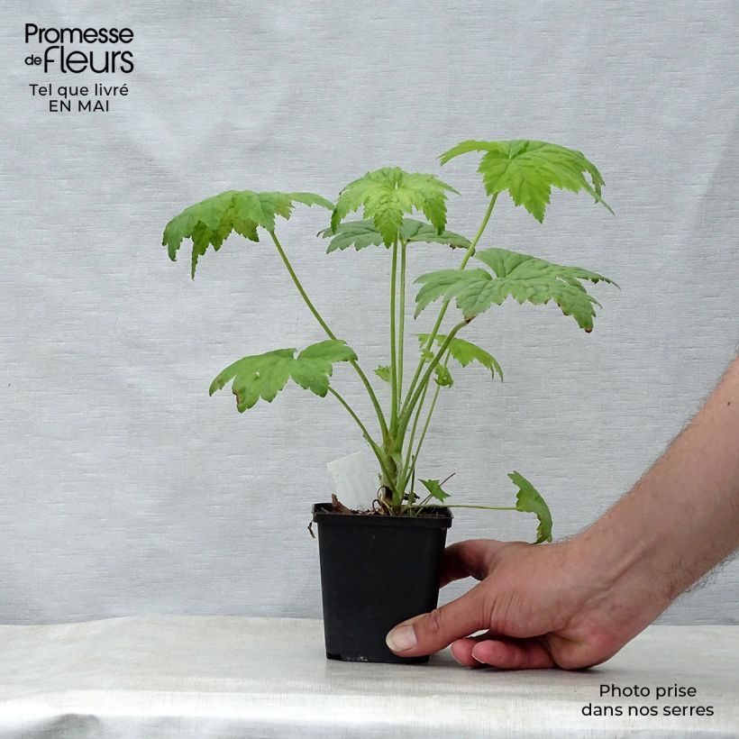 Spécimen de Heuchère - Heuchera villosa Chantilly Godet de 8/9 cm tel que livré au printemps