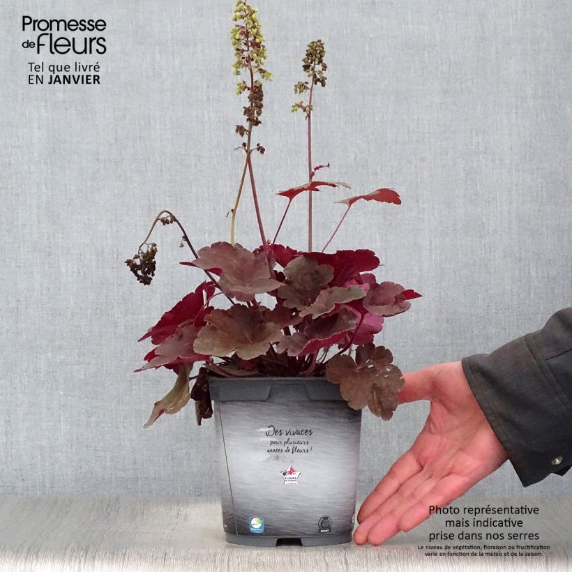 Spécimen de Heuchère Little Cutie Blondie Pot de 2L/3L tel que livré en hiver