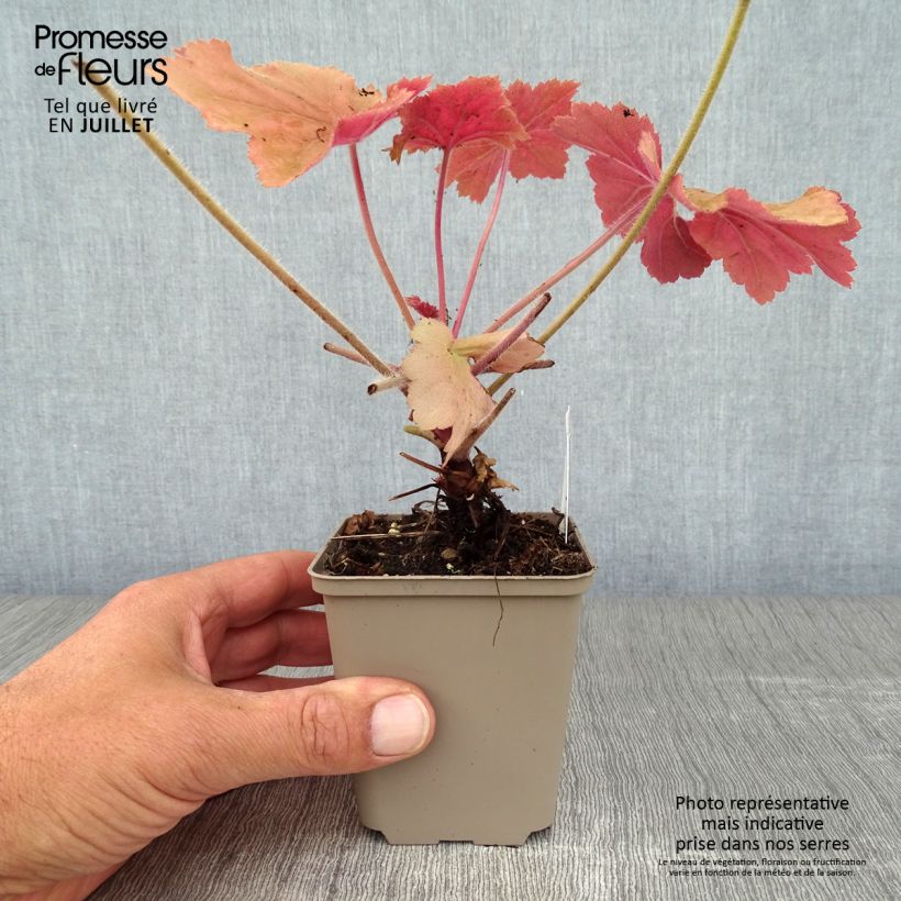 Spécimen de Heuchère - Heuchera Mega Caramel Godet de 8/9 cm tel que livré en été