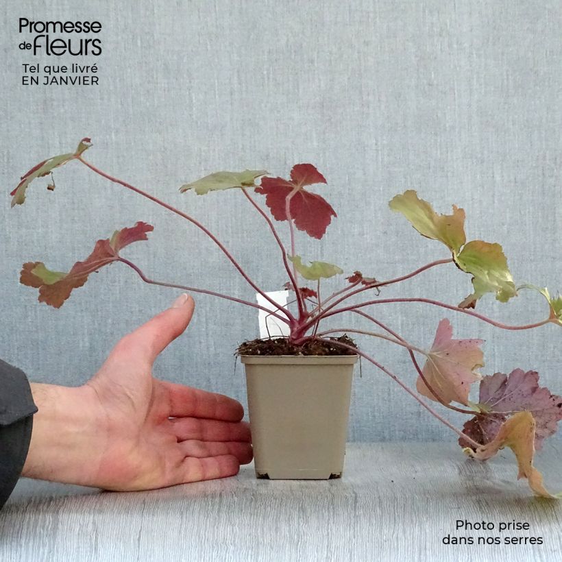 Spécimen de Heuchère Mega Caramel Godet de 8/9 cm tel que livré en hiver