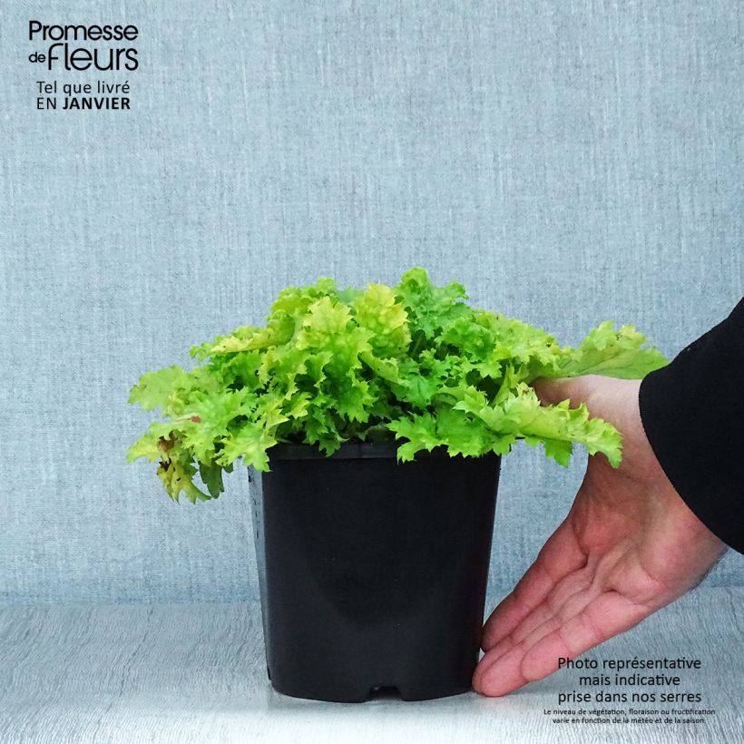 Spécimen de Heuchère Pear Crisp Pot de 1,5L/2L tel que livré en hiver