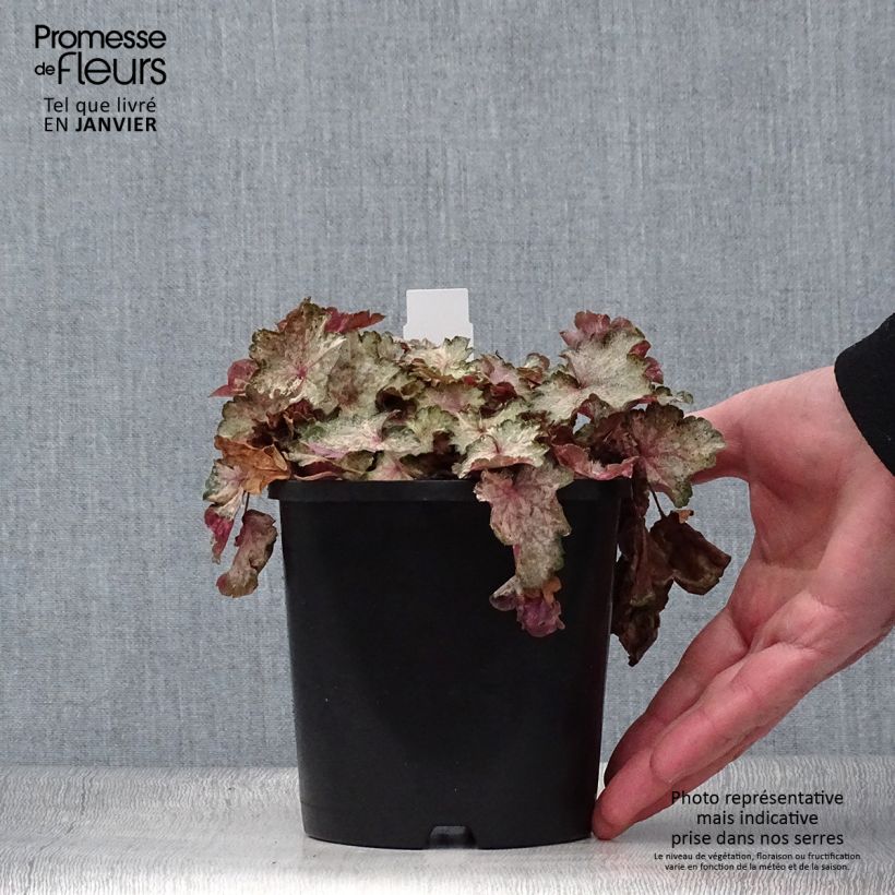 Spécimen de Heuchère Pinky Panky Pot de 1,5L/2L tel que livré en hiver