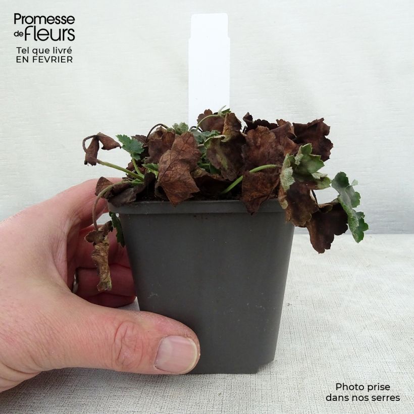 Spécimen de Heuchère Pluie de Feu - Heuchera Godet de 8/9 cm tel que livré en hiver