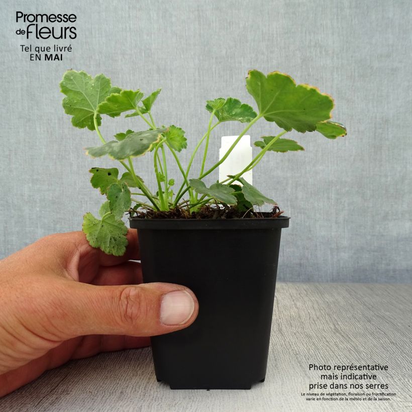 Spécimen de Heuchère Pluie de Feu - Heuchera Godet de 8/9 cm tel que livré au printemps