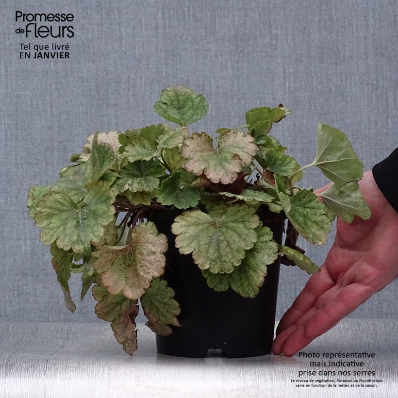Spécimen de Heuchère Snowy Panky Pot de 1,5L/2L tel que livré en hiver