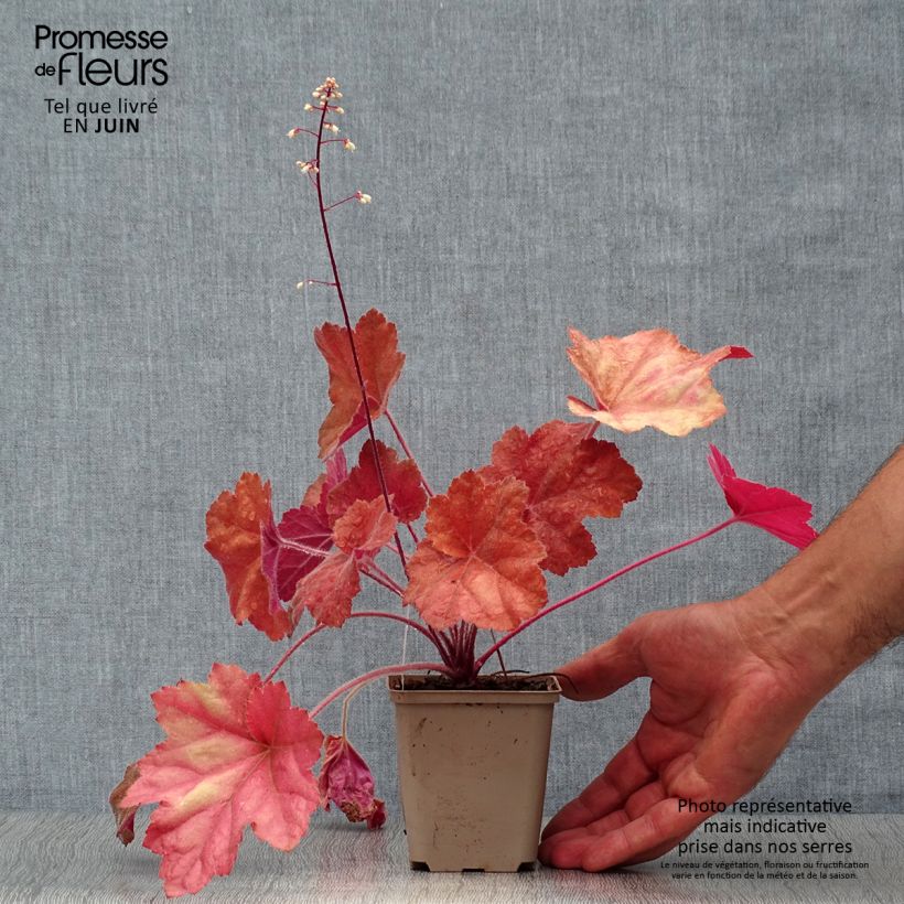 Spécimen de Heuchère - Heuchera Southern Comfort Godet de 8/9 cm tel que livré en été