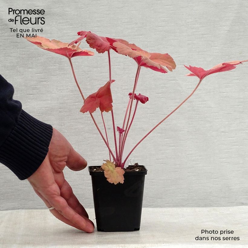 Spécimen de Heuchère Southern Comfort Godet de 8/9 cm tel que livré au printemps