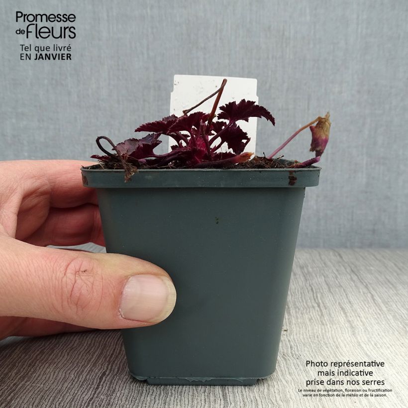 Spécimen de Heuchère Wildberry Godet de 8/9 cm tel que livré en hiver