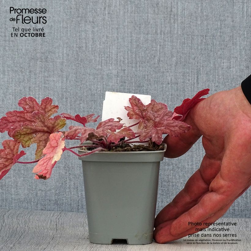 Spécimen de Heucherella Alabama sunrise Godet de 8/9 cm tel que livré en automne
